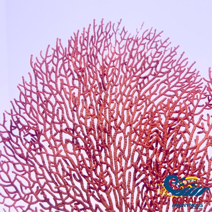 Red Sea Fan Gorgonian (5-7) Gorgonian