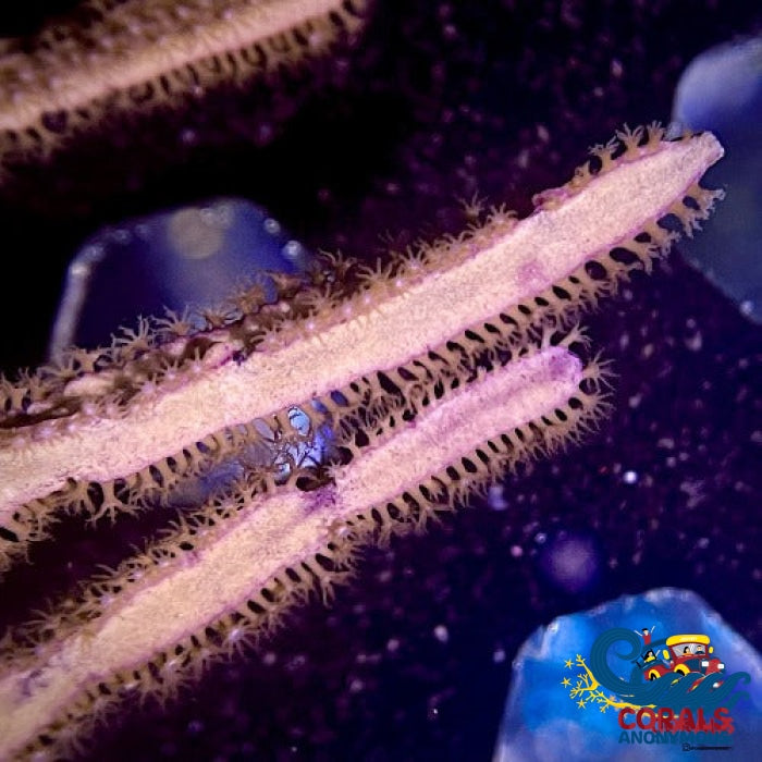 Tan-Grooved Blade Whip Gorgonian (6-9) Gorgonian