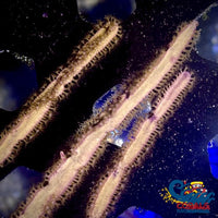 Tan-Grooved Blade Whip Gorgonian (6-9) Gorgonian
