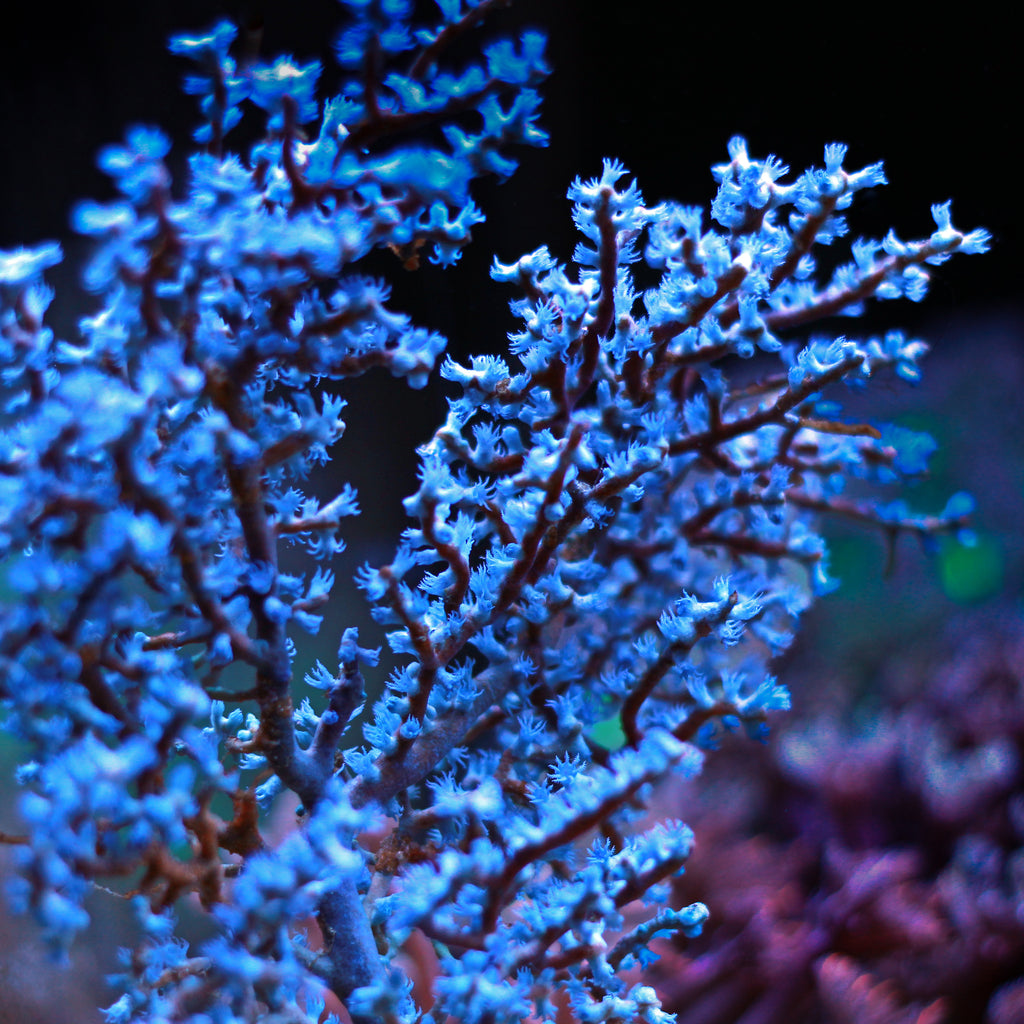 Blueberry Gorgonian - Corals Anonymous