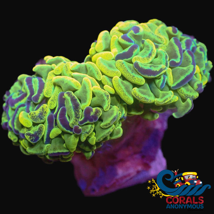 aussie neon yellow splattered branching hammer