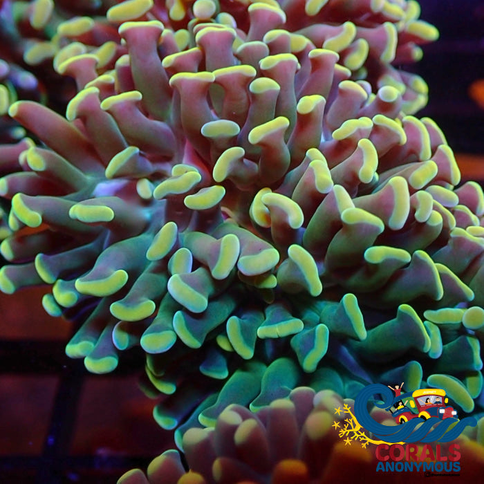 Golden Rainbow Branching Hammer Hammer