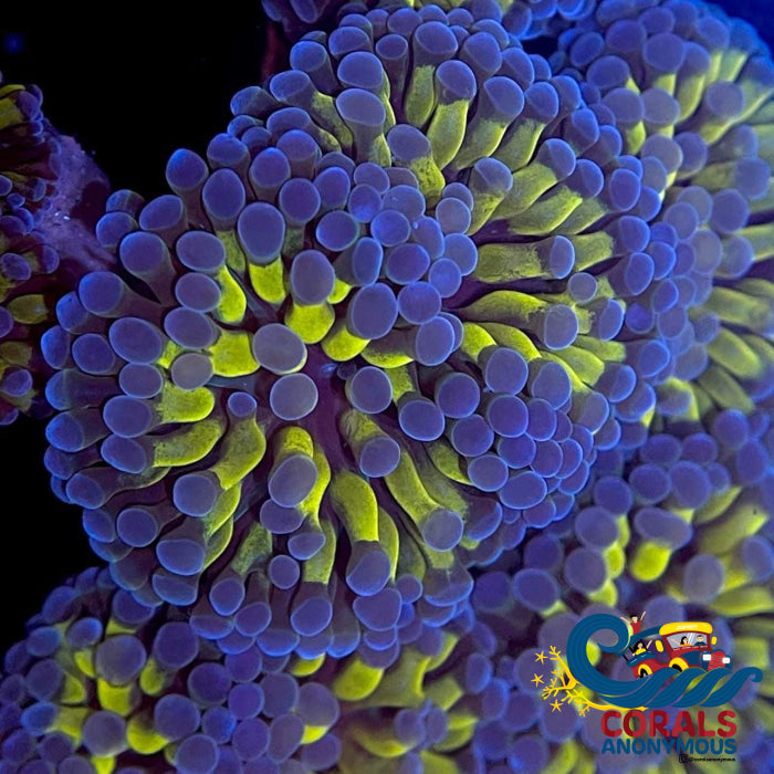 Indo Gold Stem Hammer Hammer