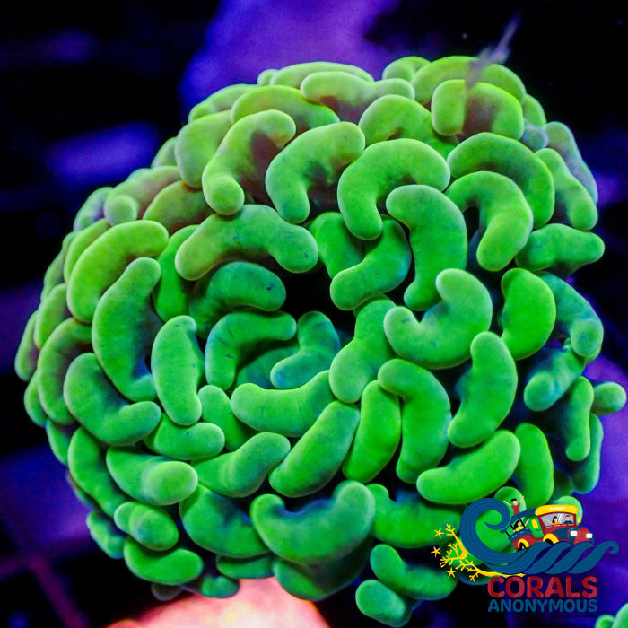 Indo Neon Green Branching Hammer Hammer