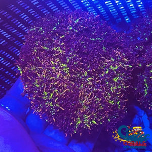 Ultra Rainbow Hell Fire Anemone Hell Fire Anemone