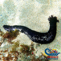 Black Long Sea Cucumber (Large 5 - 7’) Invertebrates
