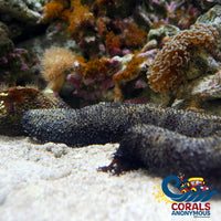 Black Long Sea Cucumber (Large 5 - 7’) Invertebrates
