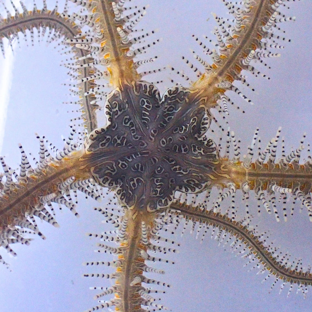 Chain-link Brittle Sea Star - Corals Anonymous