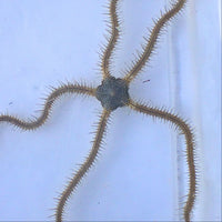 Chain-link Brittle Sea Star - Corals Anonymous
