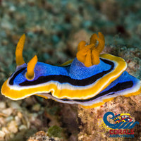 Magnificent Tricolor Sea Slug Nudibranch Invertebrates
