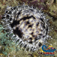 Money Cowrie Snail Invertebrates
