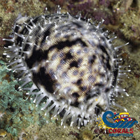 Money Cowrie Snail Invertebrates