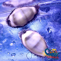 Money Cowrie Invertebrates