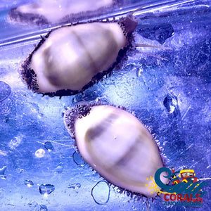 Money Cowrie Invertebrates