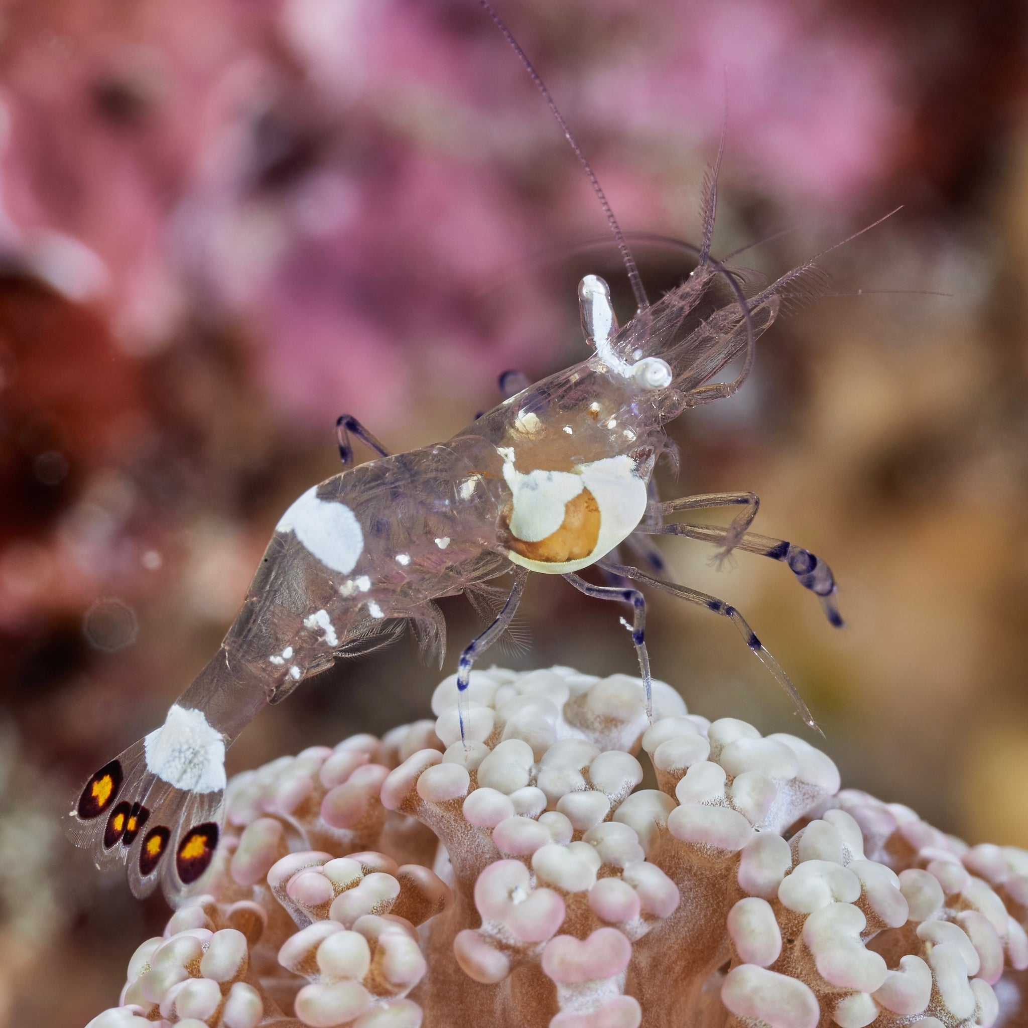 Peacock Tail Anemone Shrimp