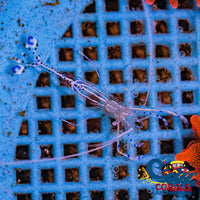 Pedersons Cleaner Shrimp Invertebrates
