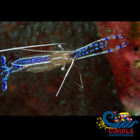 Pedersons Cleaner Shrimp Invertebrates
