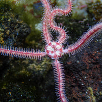 Pink Brittle Sea Star - Corals Anonymous
