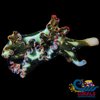 Rainbow Multicolored Lettuce Sea Slug - Corals Anonymous
