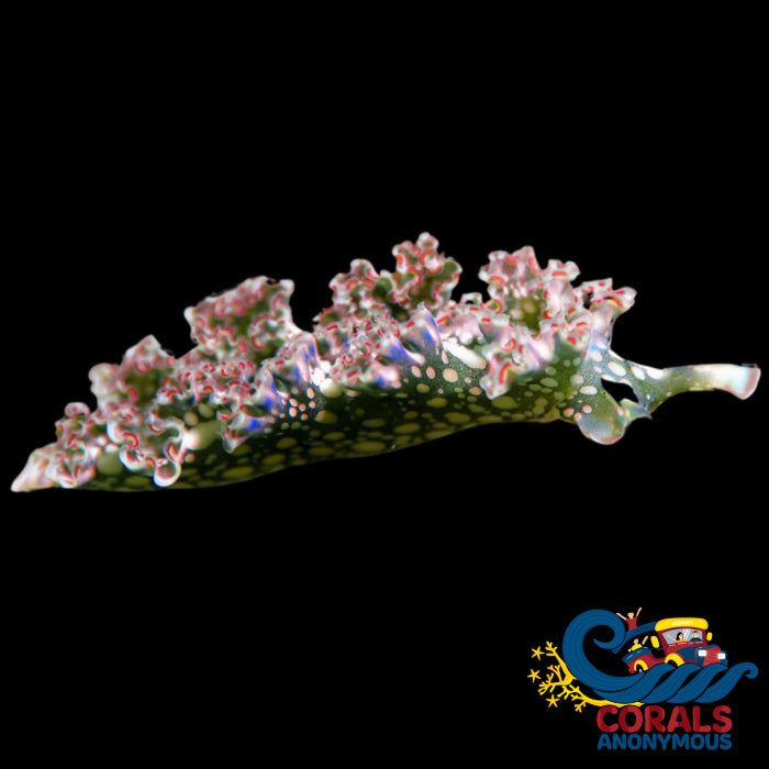 Rainbow Multicolored Lettuce Sea Slug Invertebrates