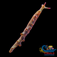 Rainbow Multicolored Lettuce Sea Slug Invertebrates