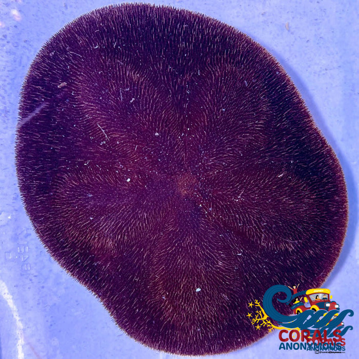 Red Heart Urchin (5-6) Invertebrates