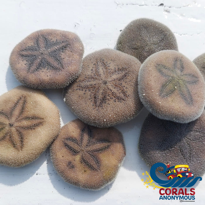 Star Sand Dollar