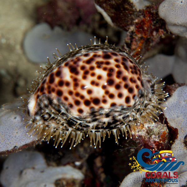 corals-anonymous-invertebrates