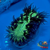 Walking Dendro (Heteropsammia Cochlea) Invertebrates
