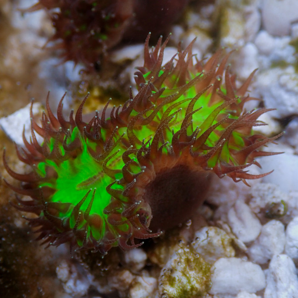 Walking Dendro (Heteropsammia cochlea) - Corals Anonymous
