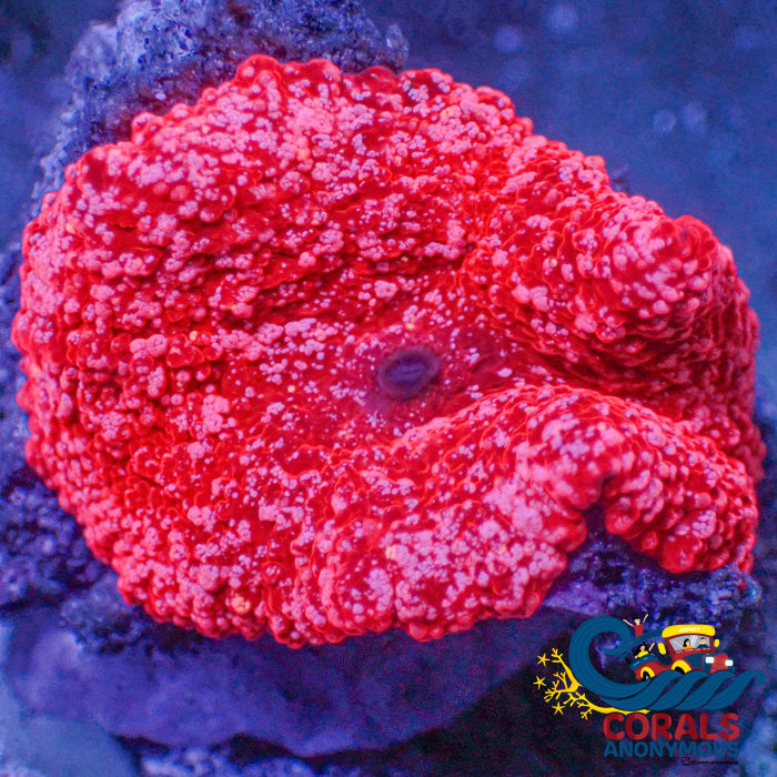 Fairy Devil Jawbreaker Discosoma Mushroom Jawbreaker