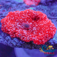 Fairy Devil Jawbreaker Discosoma Mushroom Jawbreaker
