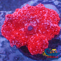 Fairy Devil Jawbreaker Discosoma Mushroom Jawbreaker

