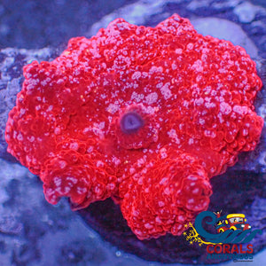 Fairy Devil Jawbreaker Discosoma Mushroom Jawbreaker