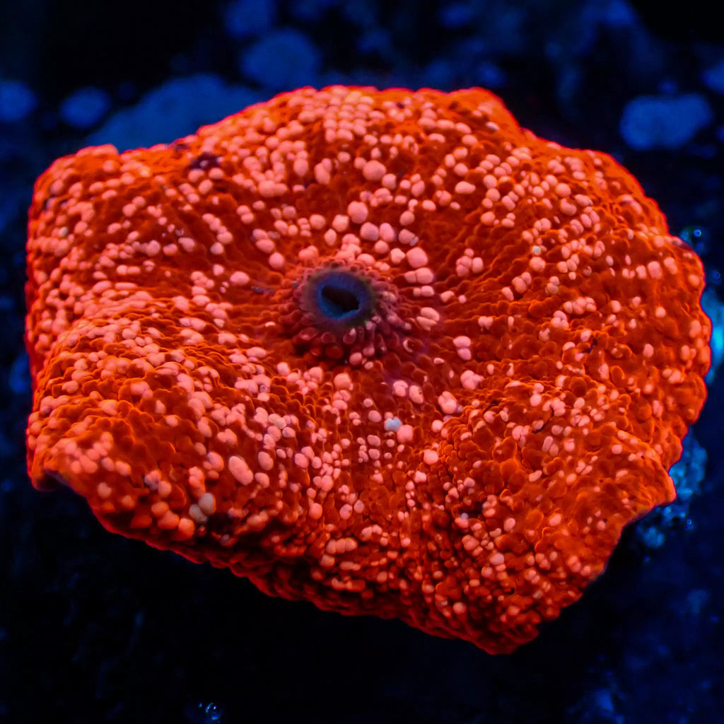 Pink Speckled Bright Red Discosoma Mushroom - Corals Anonymous