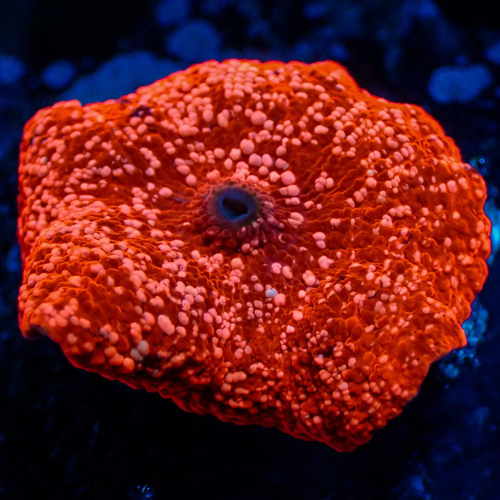 Pink Speckled Bright Red Discosoma Mushroom - Corals Anonymous