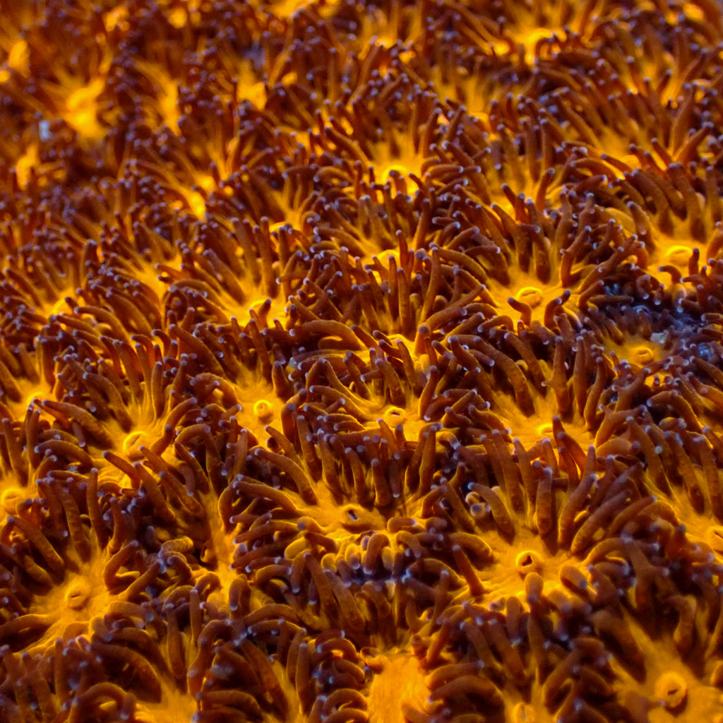 Citrus Burst Leptastrea 0.5-1 inches frag