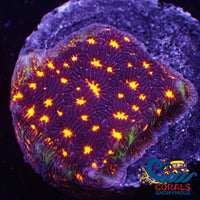 Fireworks Leptoseris (0.5-1) Leptoseris