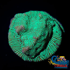 Hulk Green Leptoseris Sps (1 Frag) Leptoseris