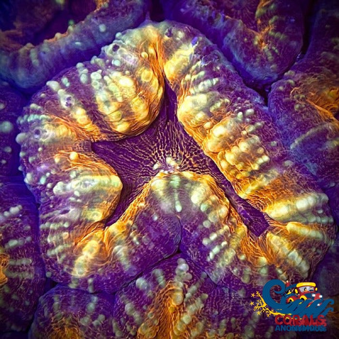 Burning Sun Lobophyllia (1 Polyp) Lobophyllia