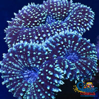 White Tipped Blue Lobo (1 Polyp) Lobophyllia
