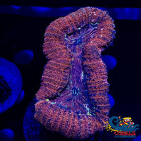 Multicolor Volcanic Red Lobo Lobophyllia

