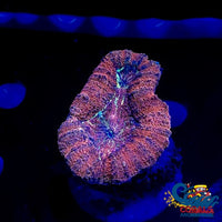 Multicolor Volcanic Red Lobo Lobophyllia

