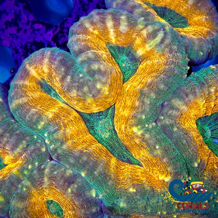 Aussie Kiwi Crush Lobophyllia Lobophyllia