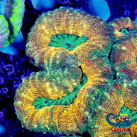 Aussie Kiwi Crush Lobophyllia Lobophyllia
