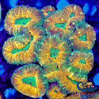 Aussie Kiwi Crush Lobophyllia Lobophyllia