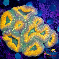 Aussie Kiwi Crush Lobophyllia Lobophyllia
