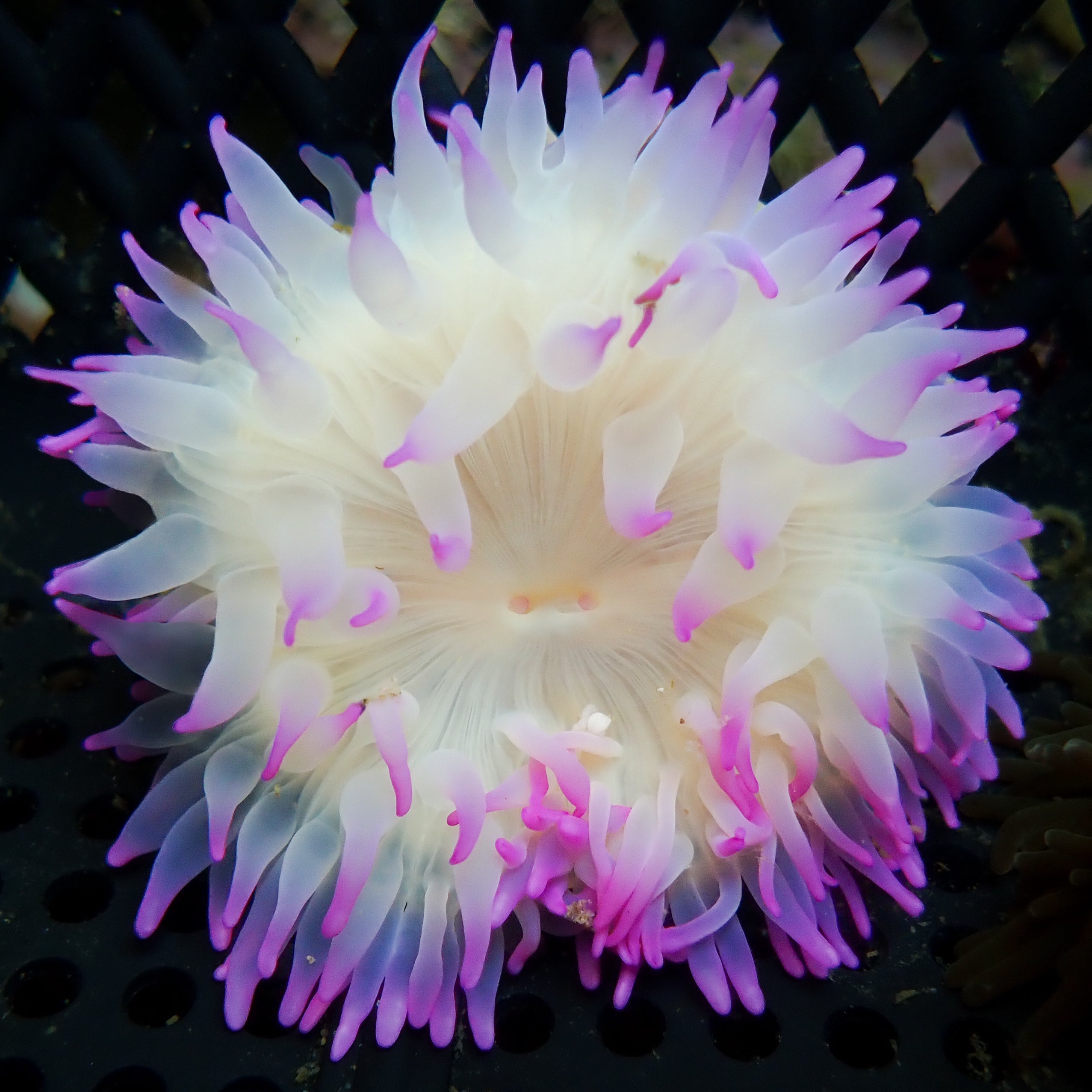 Purple Tip Long Tentacle Anemone | Corals Anonymous