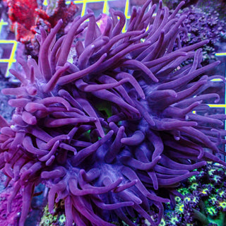 Toxic Violet Long Tentacle Anemone - Corals Anonymous