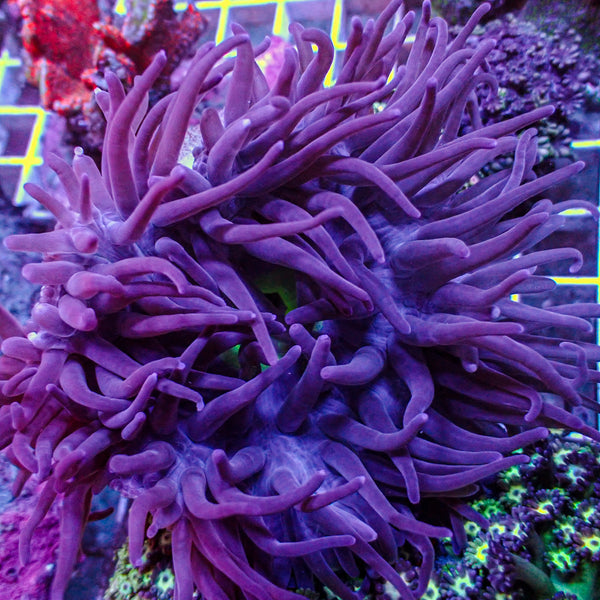 corals-anonymous-